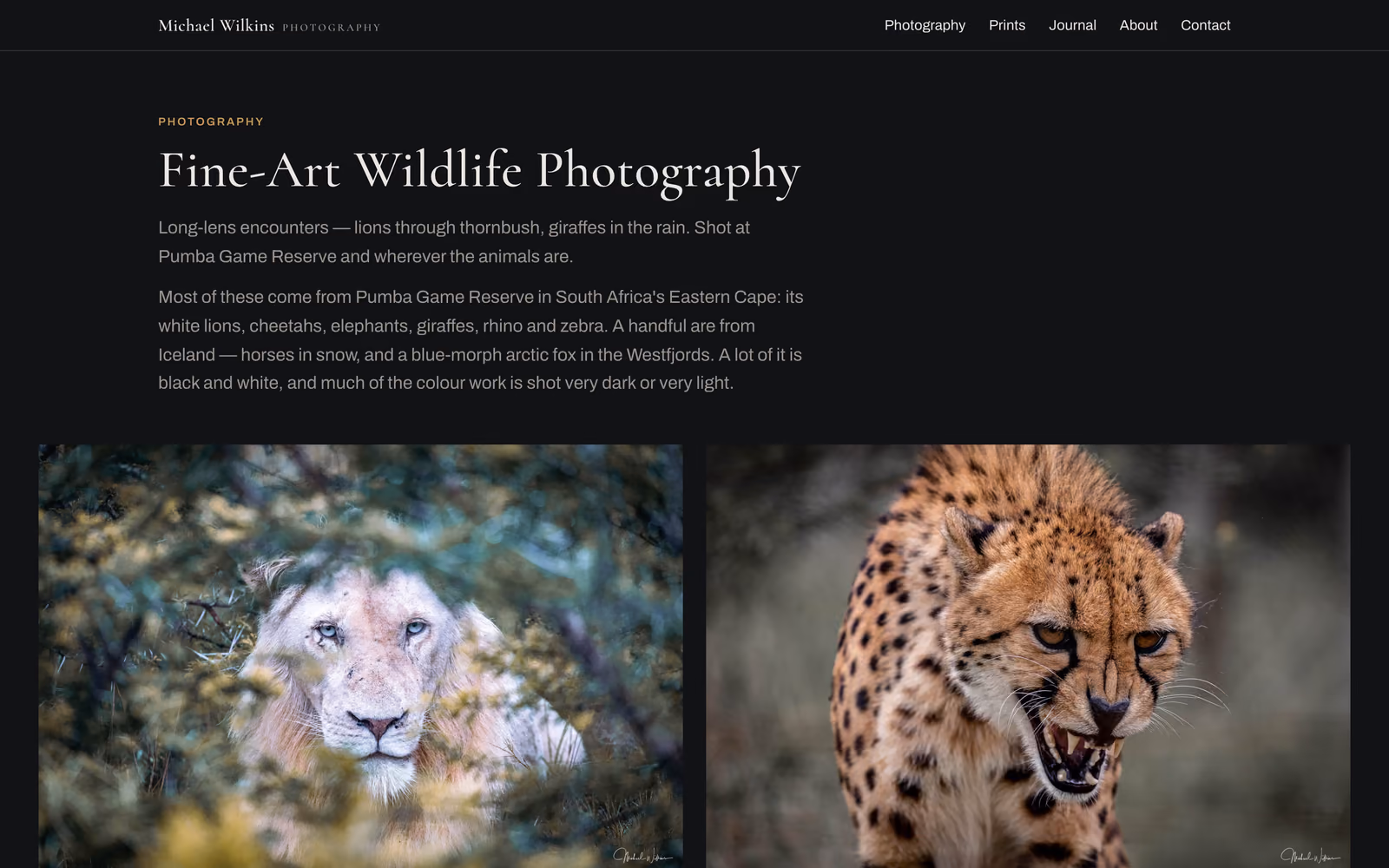 The wildlife gallery, opening on a white lion and a cheetah