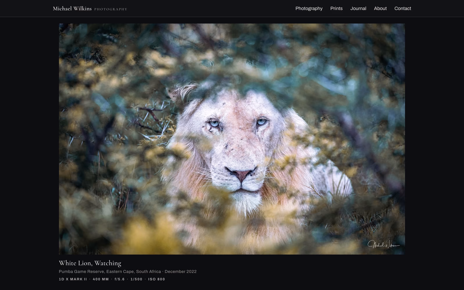 A photograph's own page: White Lion, Watching, Pumba Game Reserve, December 2022, with the camera settings beneath