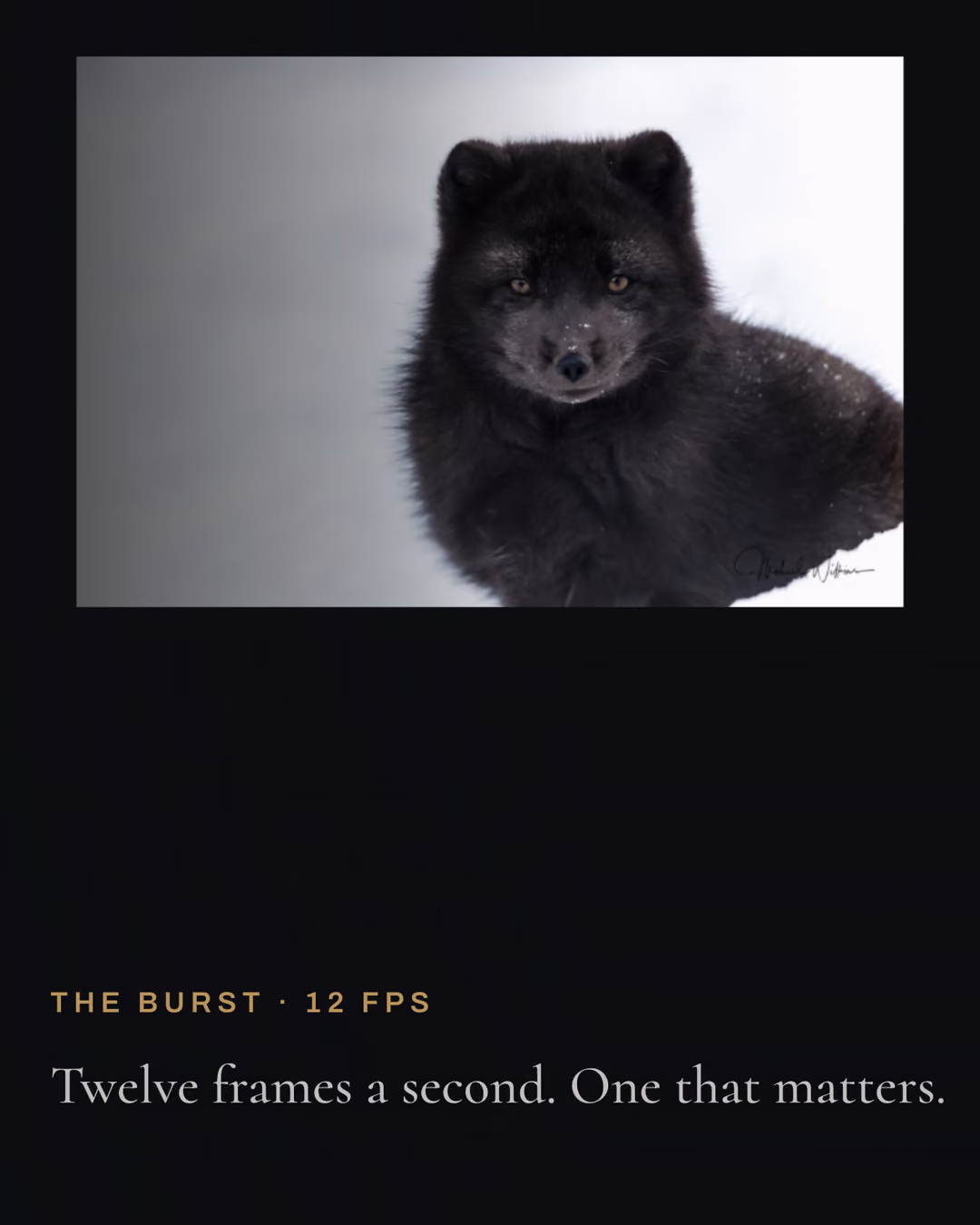 The homepage film on a phone: a blue-morph arctic fox in the snow, above the line 'Twelve frames a second. One that matters.'