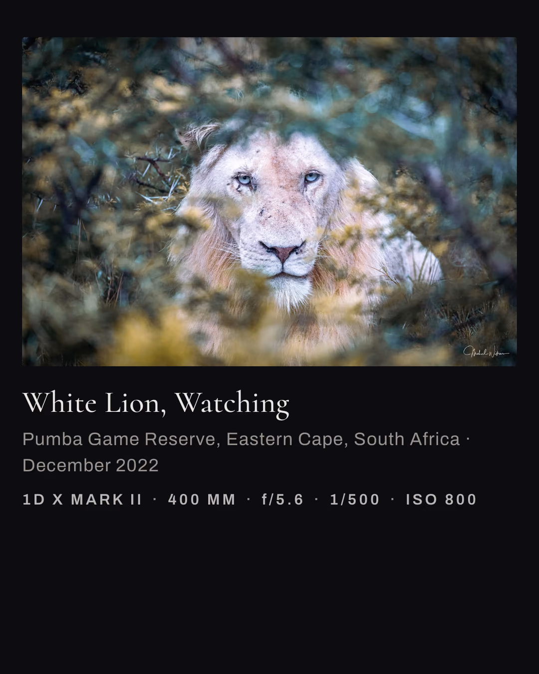 A photograph's own page on a phone: White Lion, Watching, with the place, the date and the camera settings beneath it